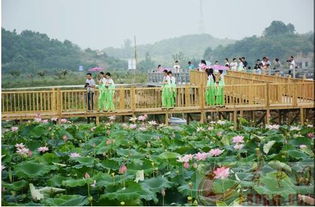 現(xiàn)在就出發(fā) 黃石最新賞荷地圖來了,錯(cuò)過要等一整年