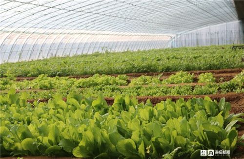 中秋回家 帶上這些福山農(nóng)產(chǎn)品倍兒有面